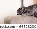 Portrait of a long-haired cat sleeping on a sofa. 66528230