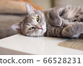 Young tabby cat lies on a table resting clutching 66528231