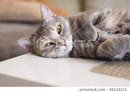 Young tabby cat lies on a table resting clutching 66528231
