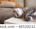 Young tabby cat lies on a table resting showing 66528232