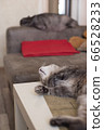 Young cat lies on a table resting and cat sleeps 66528233