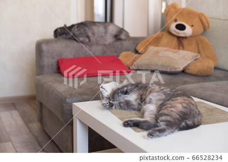Two cats at home lying, sleeping against a sofa 66528234
