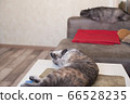 Young cat lies on a table and a cat sleeps on sofa 66528235