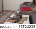 Young cat looking to side lying on table and cat 66528236