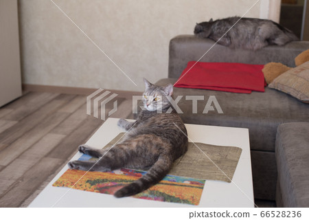 Young cat looking to side lying on table and cat 66528236