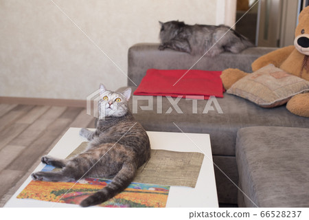 Young cat looking up lying on table and cat is 66528237