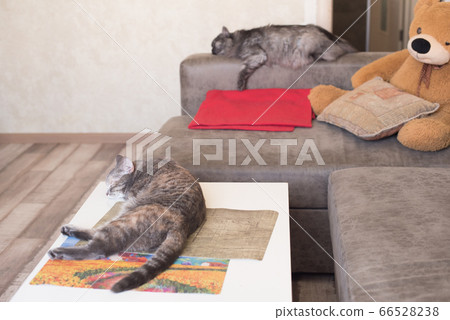 Two tired cats sleep in home apartments. Two tired cats sleep in home apartments. 66528238