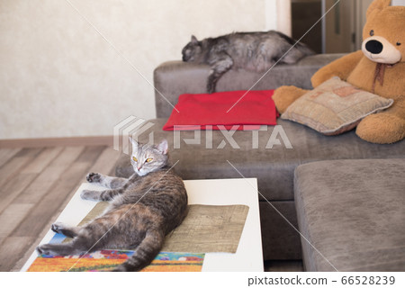Young cat looking to side lying on table and cat 66528239