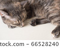 Young cat is sleeping on a white surface. Young 66528240