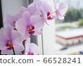 Orchid flower home on a window background. Floral 66528241