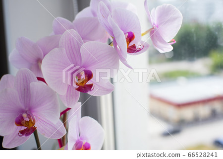 Orchid flower home on a window background. Floral 66528241