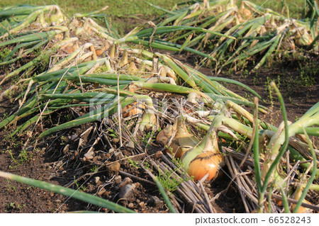 收穫前的新洋蔥 66528243