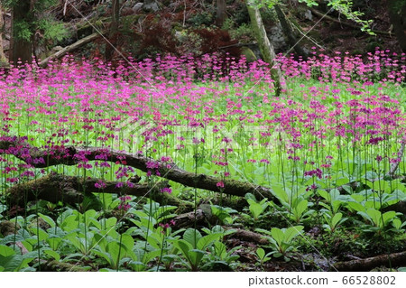 Full-blooming cleansers growing in the Chikusa Marsh 66528802