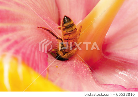 European honey bee European honey bee 66528810