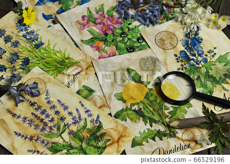 Old cards with healing herbs drawings on the table. Esoteric, wicca and occult background with witch plants, botanical background.  66529196