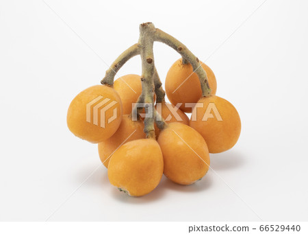 Loquat 66529440