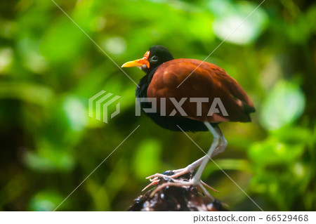 Wattled jacana on tree branch Wattled jacana on tree branch 66529468