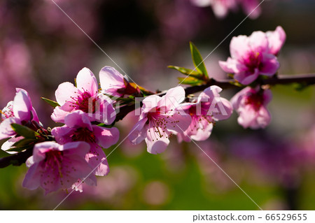 Flowering peach trees on field Flowering peach trees on field 66529655