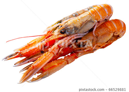 Raw langust ready for cooking 66529881