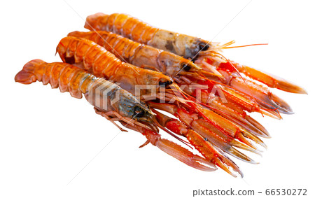 Several lobsters on white background Several lobsters on white background 66530272