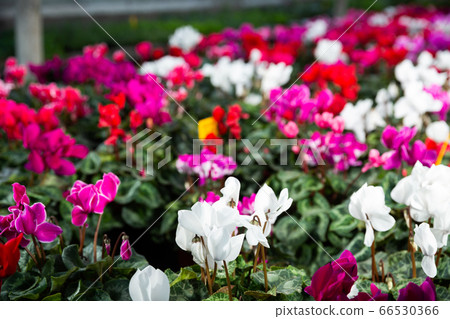 Blooming cyclamen growing in pots 66530366
