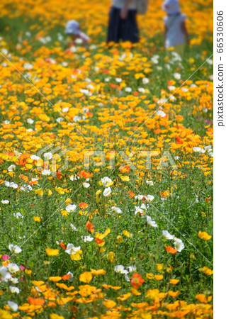 Poppy field Poppy field 66530606