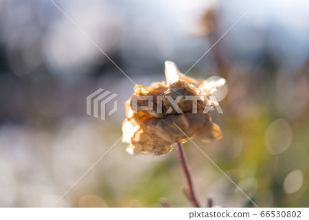 柔軟美麗的老玫瑰[花朵/植物] 66530802