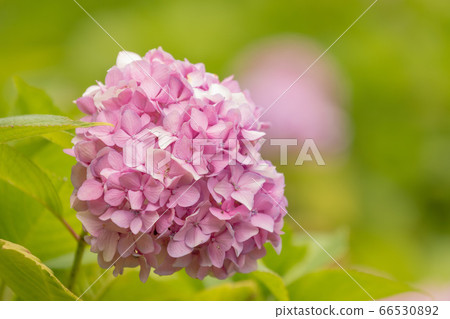 粉紅繡球花特寫 粉紅繡球花特寫 66530892