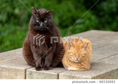 黑貓棕色虎斑貓 黑貓棕色虎斑貓 66530893