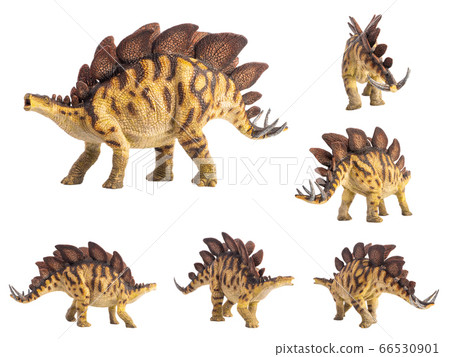 Stegosaurus Dinosaur on white background Stegosaurus Dinosaur on white background 66530901