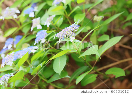 繡球花 繡球花 66531012