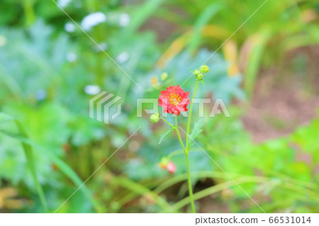 Gaem Flower Fireball Gaem Flower Fireball 66531014
