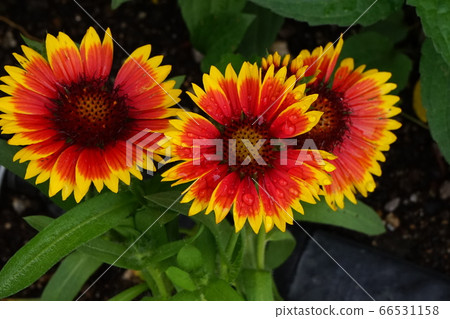 Gaillardia yellow crimson flower 66531158