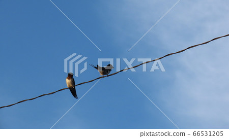 The swallows look like they are looking in different directions, but they also look like looking in the same direction 66531205