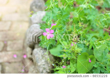 天竺葵花 66531228