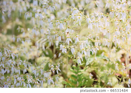 Yukinoshita flower 66531484