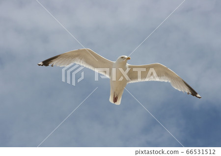 flying gull (Larus flying gull (Larus 66531512