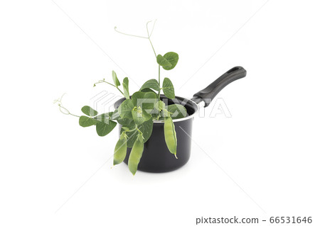 Chickpea with fresh plant with pods in a pot 66531646