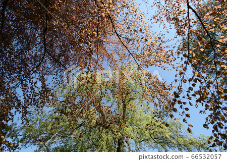 Autumn leaves close up in denmark Scandinavia Autumn leaves close up in denmark Scandinavia 66532057