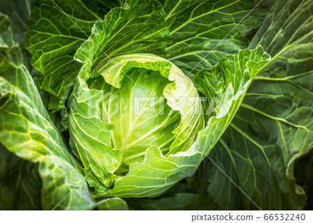 Cabbage Cabbage 66532240