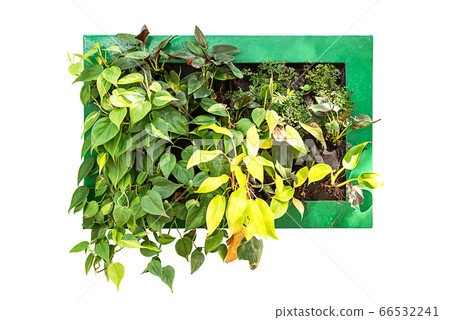 Hanging houseplant for decoration Hanging houseplant for decoration 66532241
