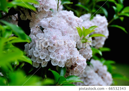 Kalmia in the Forest Botanical Garden 66532343