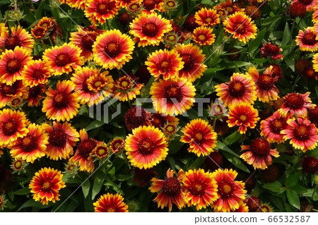 Guillardia 02 66532587