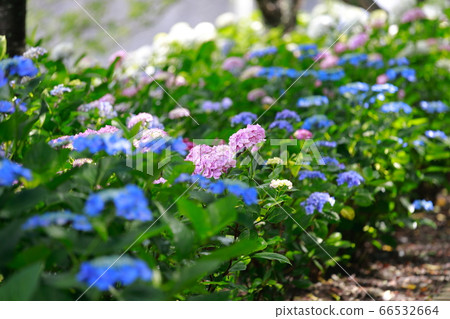  hydrangea 66532664