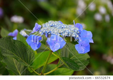  hydrangea 66532674