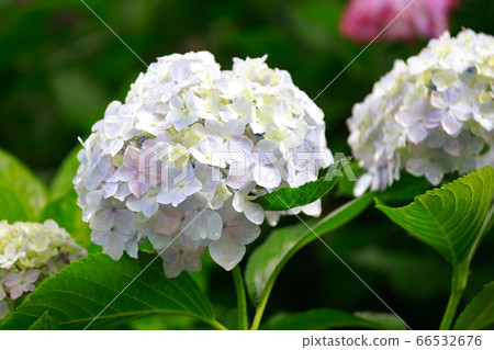 hydrangea hydrangea 66532676