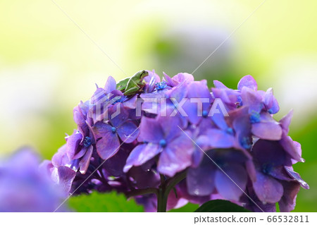 青蛙 青蛙 66532811