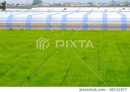 Agriculture Agriculture 66532957