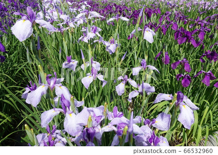 Iryo in full bloom 66532960