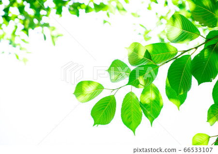 鬱鬱蔥蔥的綠化的形象 鬱鬱蔥蔥的綠化的形象 66533107